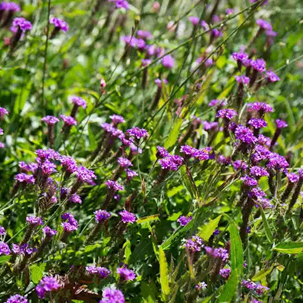 Verveine