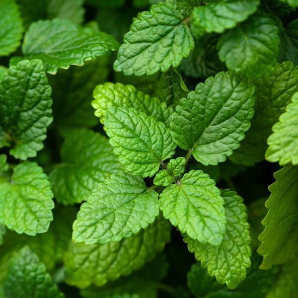 Menthe verte
