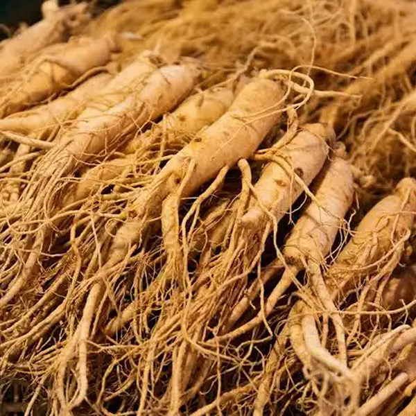 Racine de maca