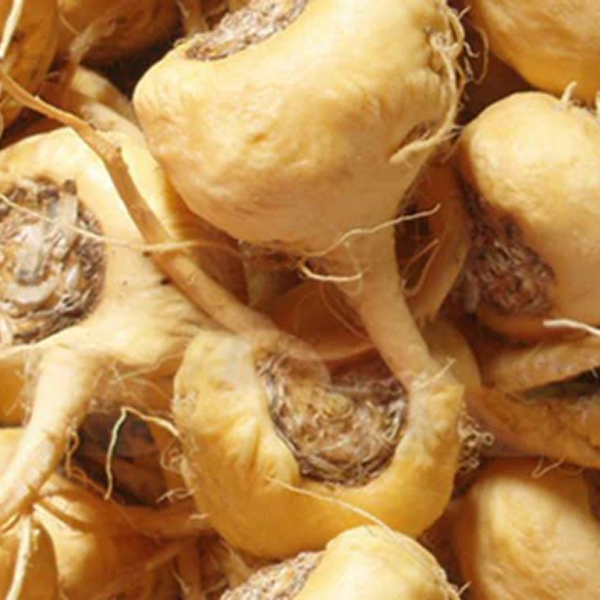 Ginseng
