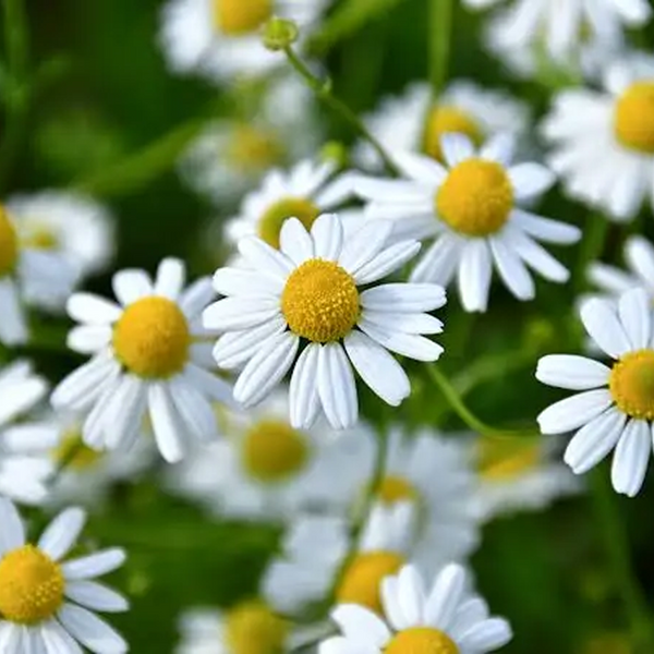 Fleurs de camomille
