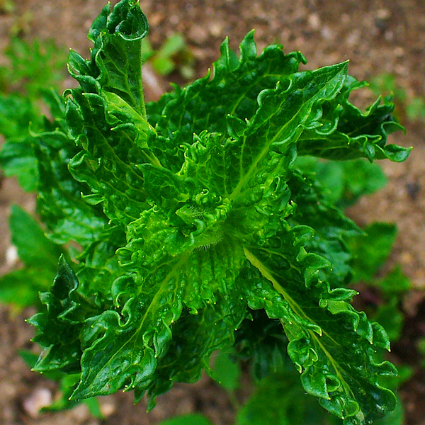 Menthe crépue