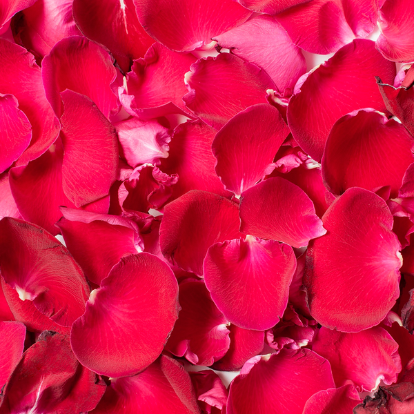 Pétales de rose