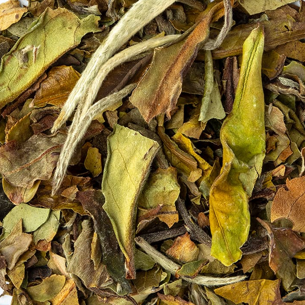 Thé blanc Pai Mu Tan
