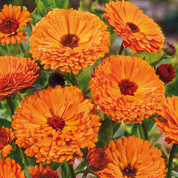 Fleurs de souci