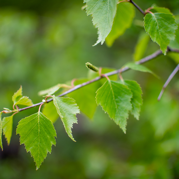 Feuilles de bouleau