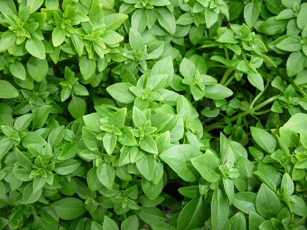 Basilic
