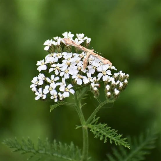 Achillée millefeuille